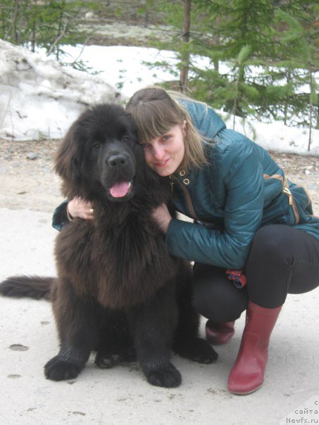 Фото: ньюфаундленд Энерги Океан