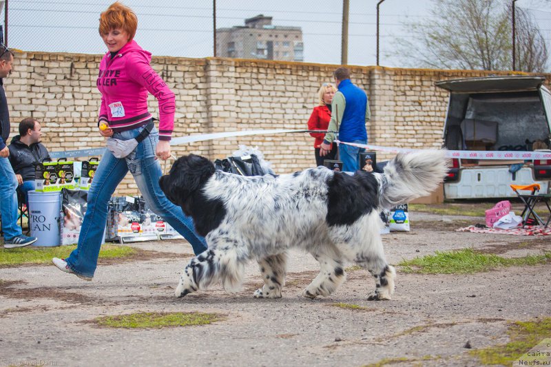 Фото: ньюфаундленд Сказочная Кроха Шампань