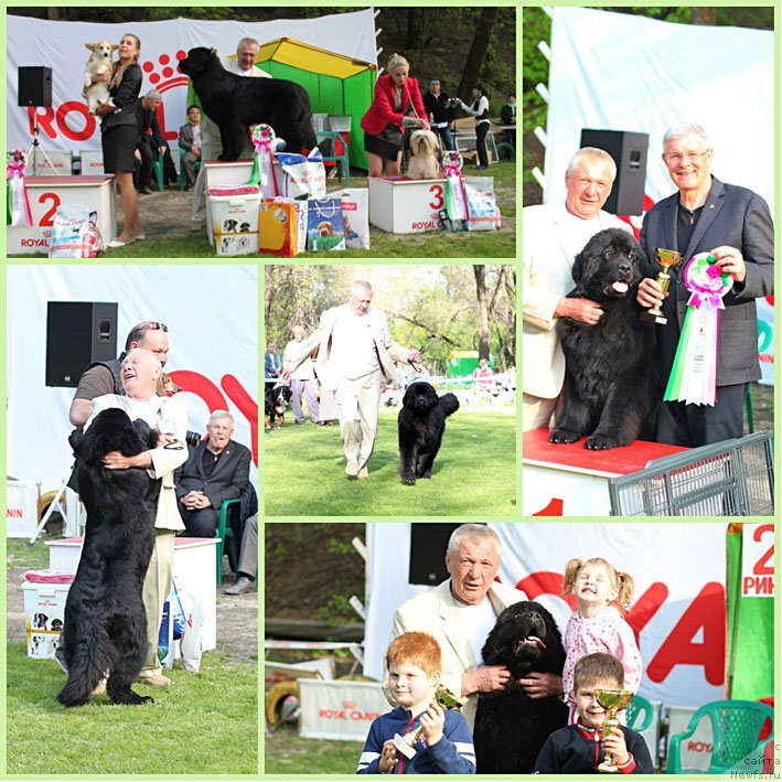 Фото: ньюфаундленд Жоржетта с Берега Дона (Zhorzhetta s Berega Dona)