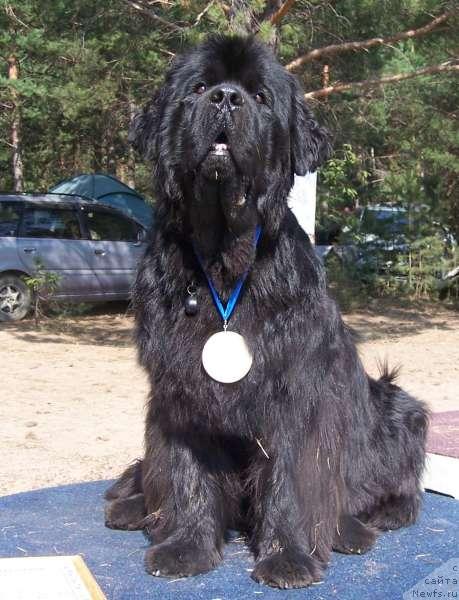 Фото: ньюфаундленд Велл Спирит Лилит (Vell Spirit Lillit)