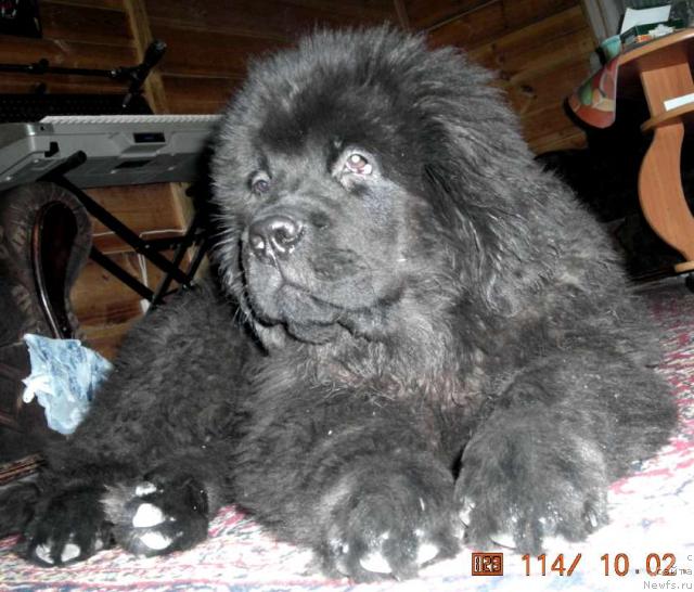 Фото: ньюфаундленд Сент Джонс Круиз (Sent Djons Kruiz)