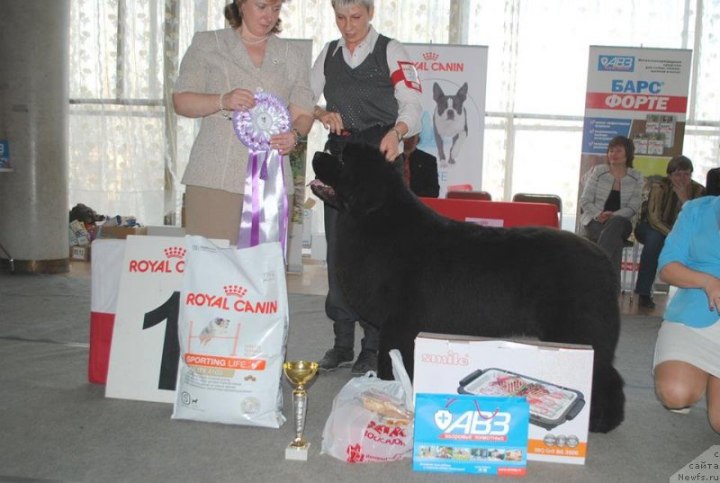 Фото: ньюфаундленд Raymond Best in Show, Нина Базулина