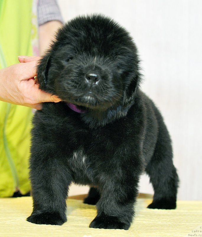 Фотография № 206012