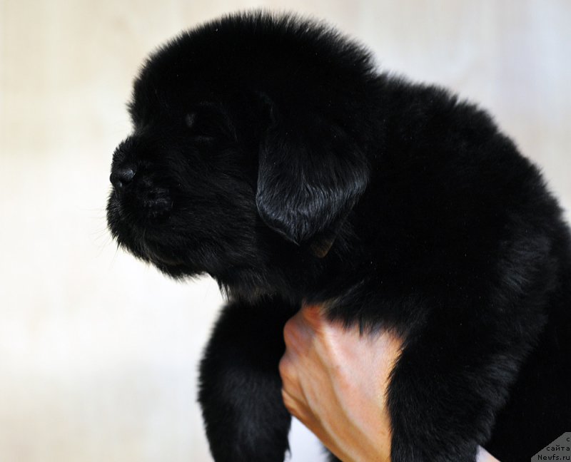 Фотография № 206019