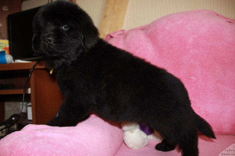 Фото: ньюфаундленд Гранд Бэби Ариадна, ньюфаундленд Супер Бизон Лилимэн (Super Bizon Liliman)