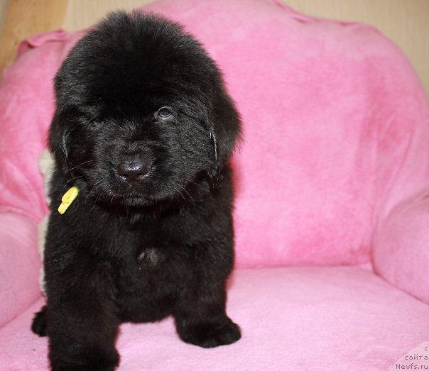 Фото: ньюфаундленд Гранд Бэби Ариадна, ньюфаундленд Супер Бизон Лилимэн (Super Bizon Liliman)