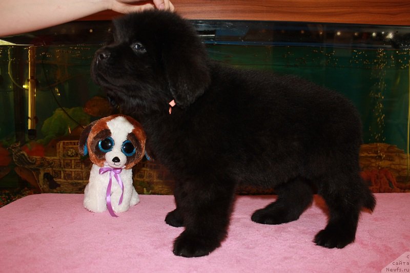 Фотография № 206025