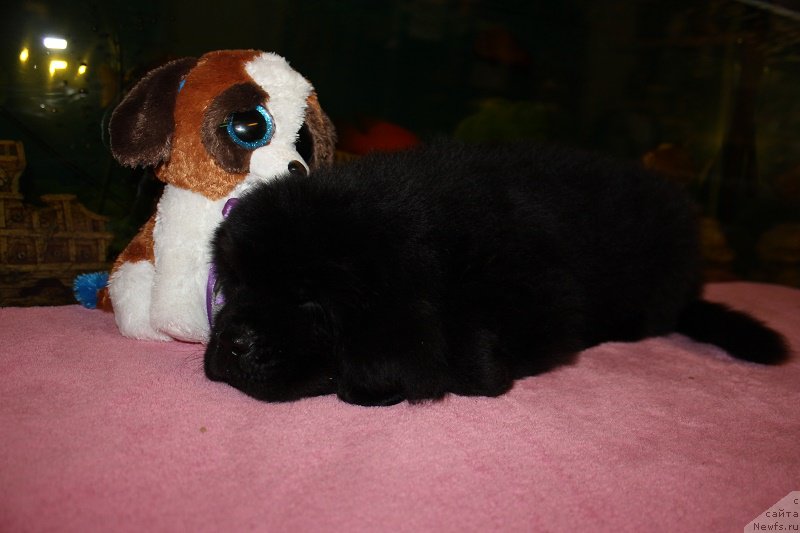 Фотография № 206028