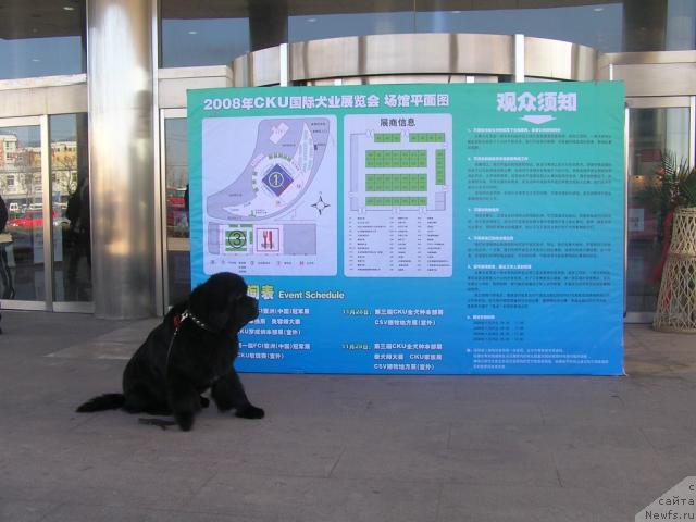 Фото: ньюфаундленд Его Высочество от Сибирского Медведя (Ego Vysochestvo ot Sibirskogo Medvedja)