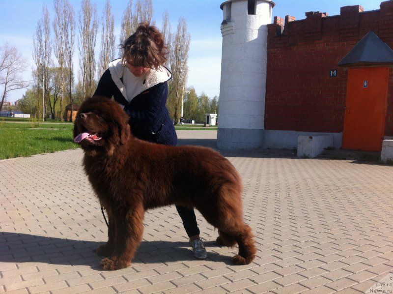 Фото: ньюфаундленд Моя Стихия Калиостро Великий Маг