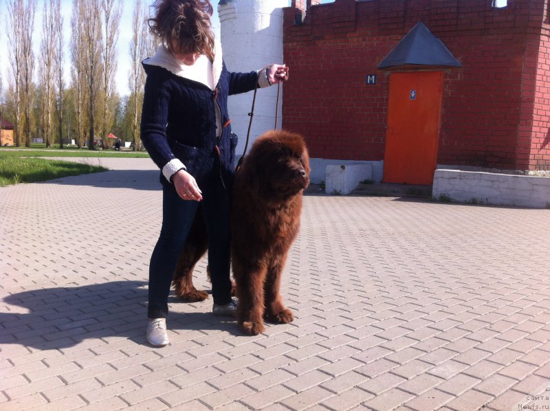 Фото: ньюфаундленд Моя Стихия Калиостро Великий Маг