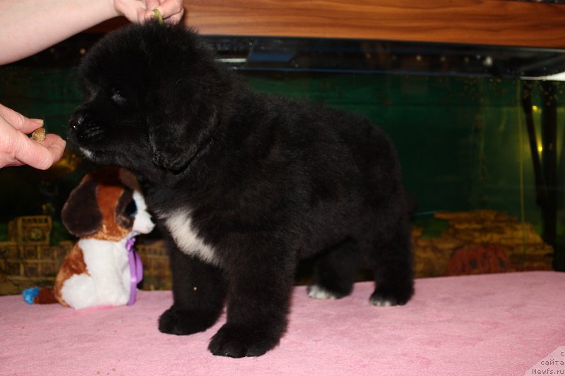 Фото: ньюфаундленд Гранд Бэби Ариадна, ньюфаундленд Супер Бизон Лилимэн (Super Bizon Liliman)