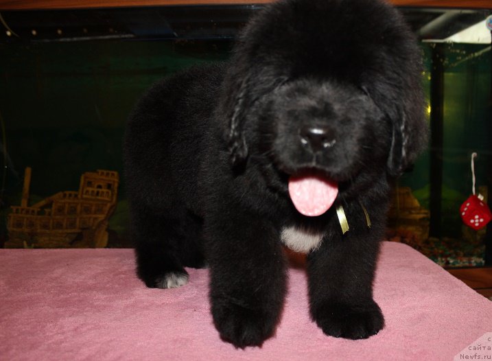 Фото: ньюфаундленд Гранд Бэби Ариадна, ньюфаундленд Супер Бизон Лилимэн (Super Bizon Liliman)