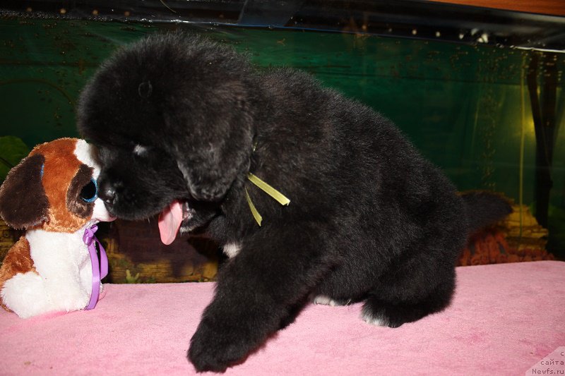 Фотография № 206038