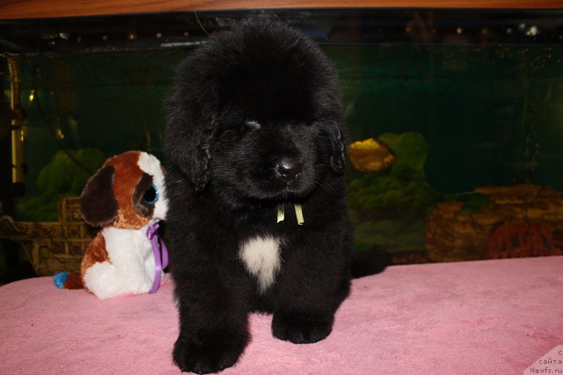 Фото: ньюфаундленд Гранд Бэби Ариадна, ньюфаундленд Супер Бизон Лилимэн (Super Bizon Liliman)
