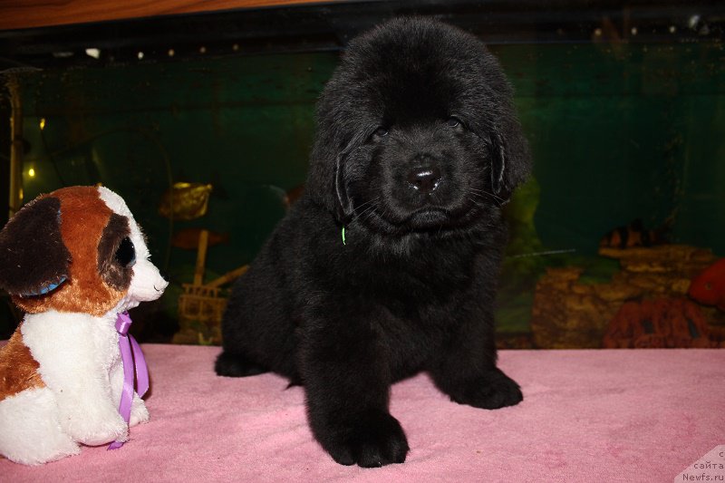 Фотография № 206041