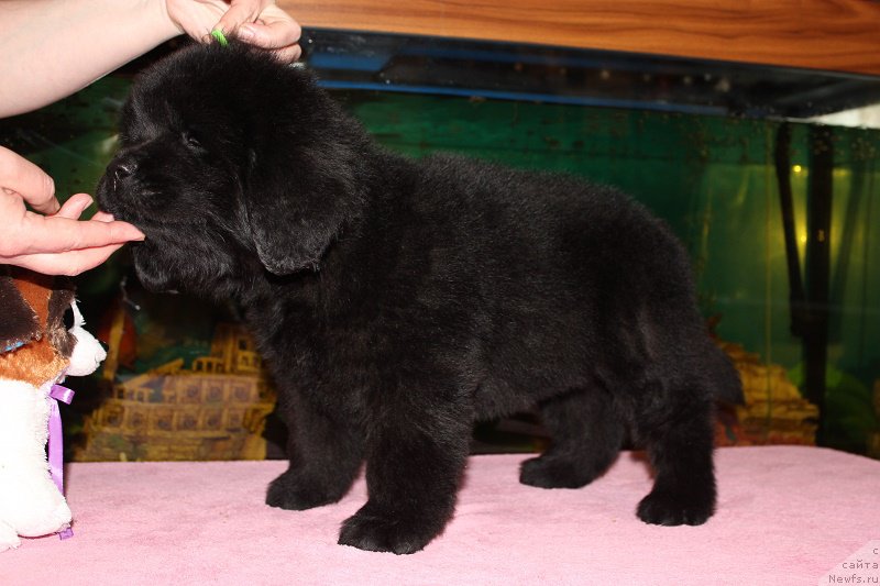 Фотография № 206042