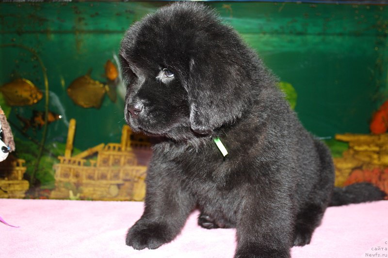 Фотография № 206044