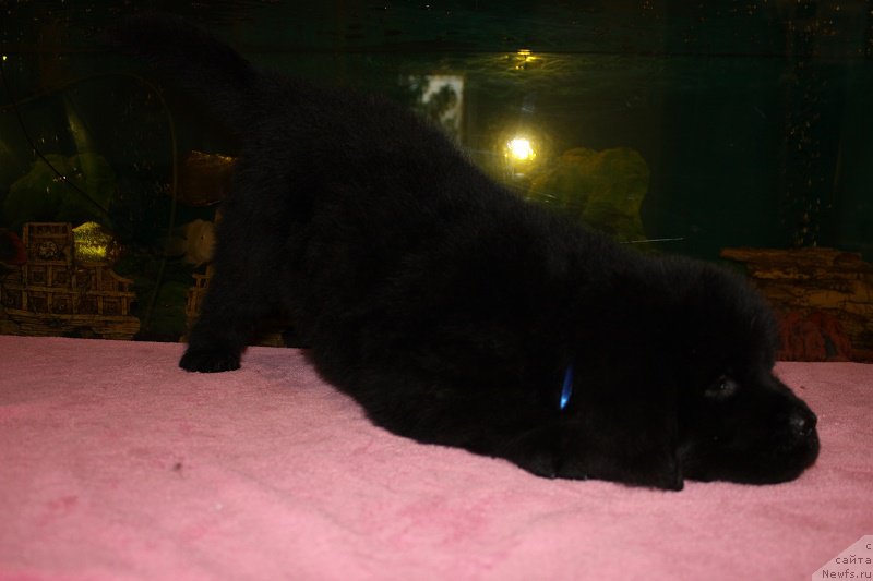 Фотография № 206046