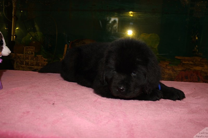 Фотография № 206047