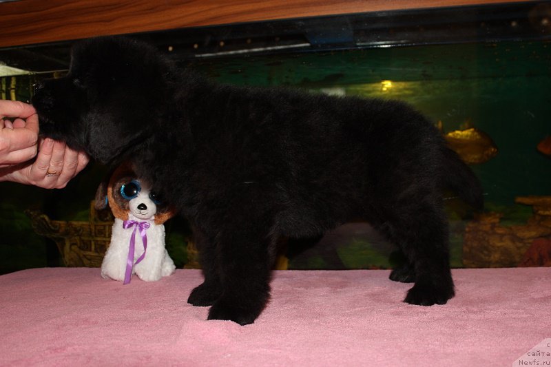 Фото: ньюфаундленд Гранд Бэби Ариадна, ньюфаундленд Супер Бизон Лилимэн (Super Bizon Liliman)