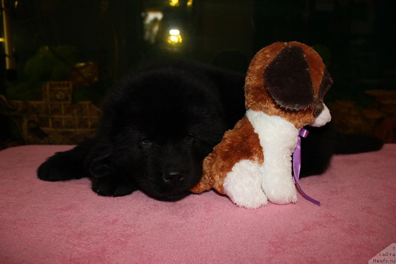 Фотография № 206049