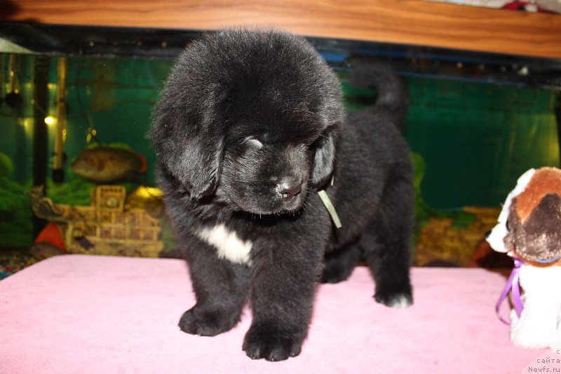 Фотография № 206051