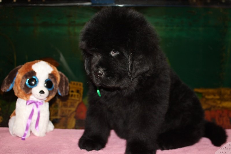 Фотография № 206052