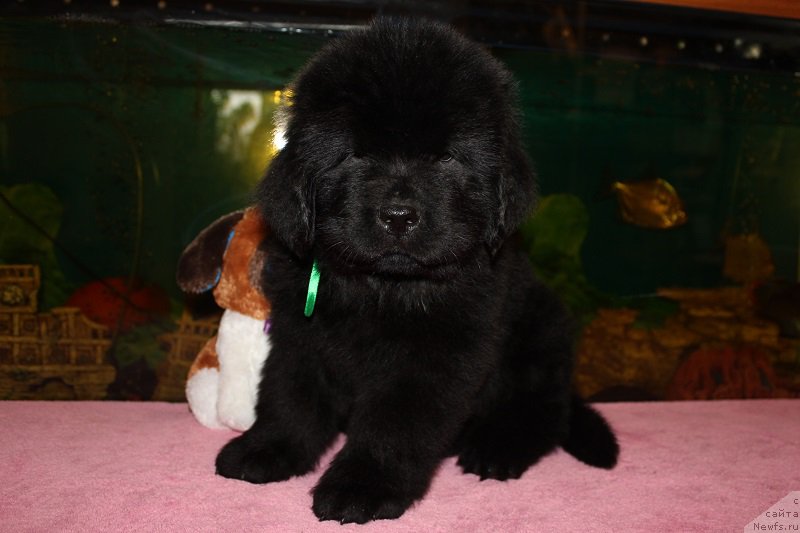 Фотография № 206053