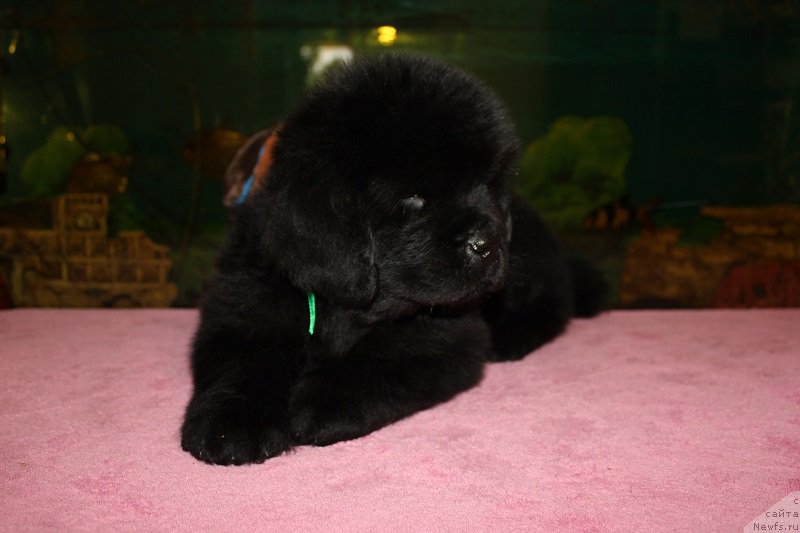 Фотография № 206054