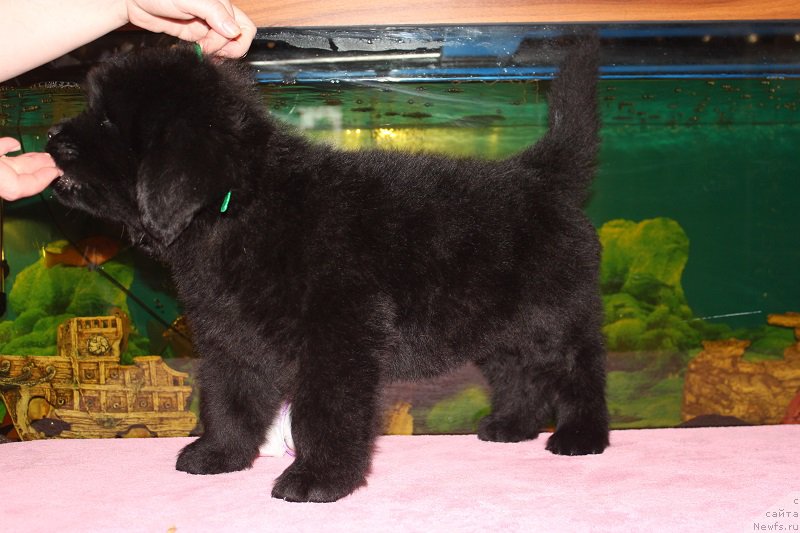 Фото: ньюфаундленд Гранд Бэби Ариадна, ньюфаундленд Супер Бизон Лилимэн (Super Bizon Liliman)