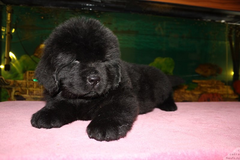 Фотография № 206056