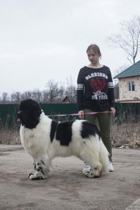 Фото: ньюфаундленд Супер Бизон Малина