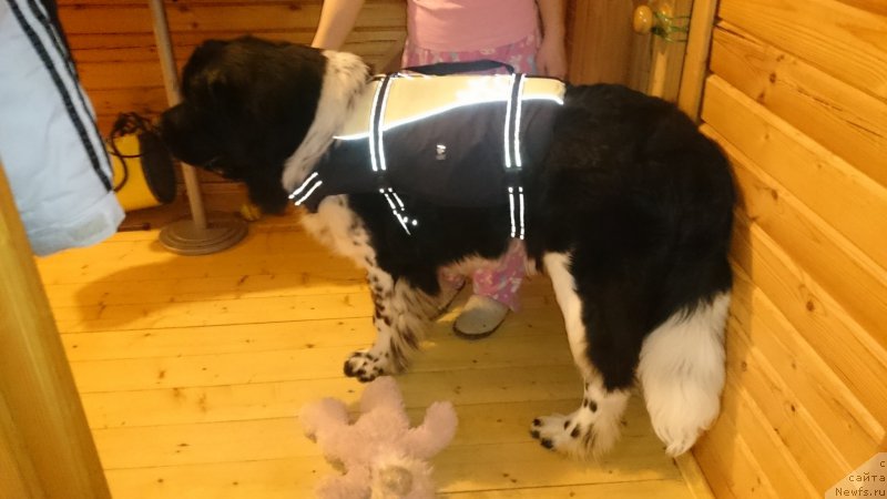 Фото: ньюфаундленд Энджелс Кипер Нибелунг (Angels Keeper Nibelung)