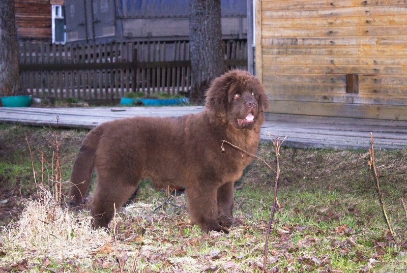 Фото: ньюфаундленд Браунблад МСК Сидни Свитин Санлайт
