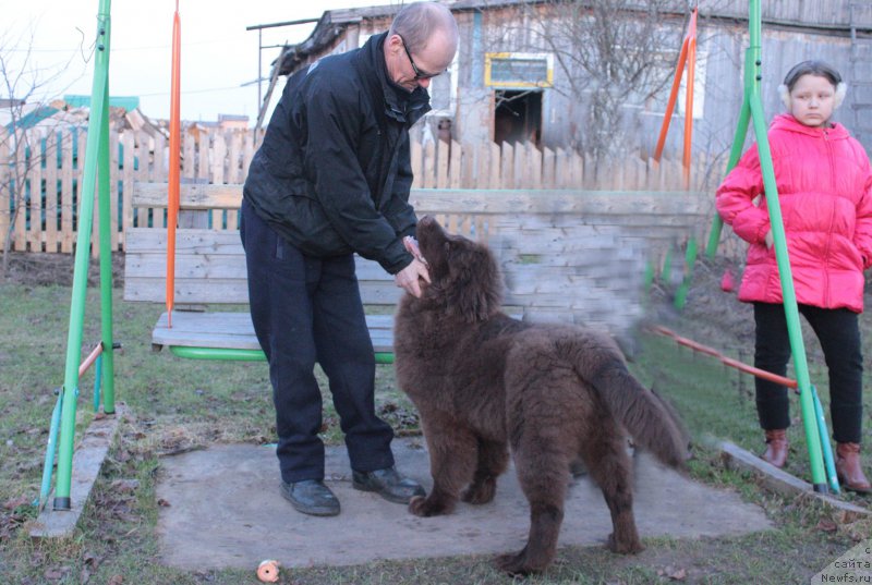 Фото: ньюфаундленд Браунблад МСК Сидни Свитин Санлайт