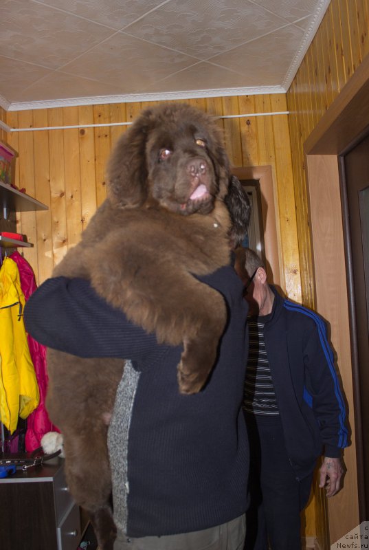 Фото: ньюфаундленд Браунблад МСК Сидни Свитин Санлайт