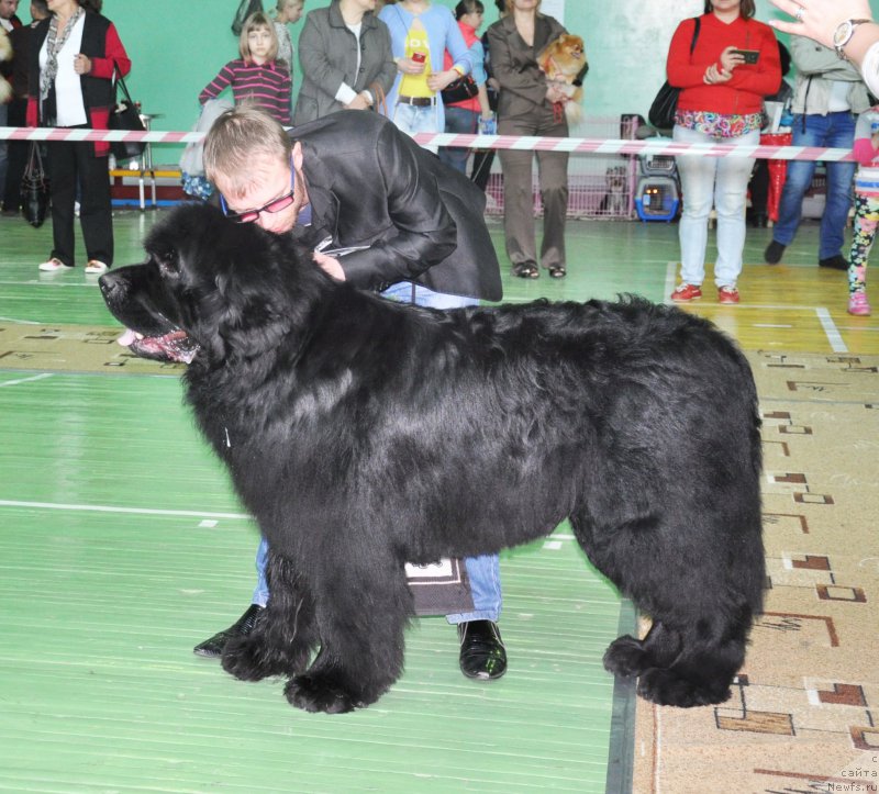 Фото: ньюфаундленд Кара Аюлар Гранд Фьючи Явный Лидер