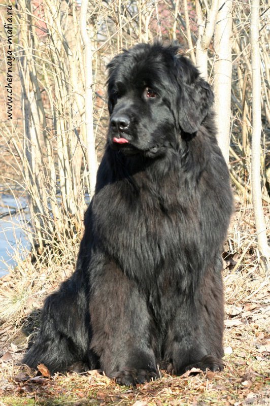 Фотография № 206082