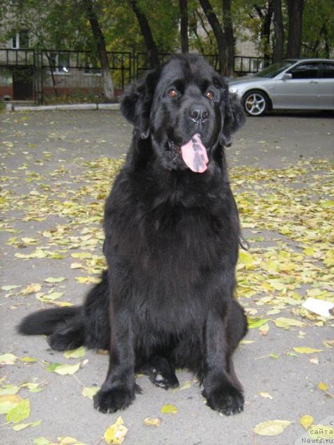 Фото: ньюфаундленд Аксель Блэк Даймонд