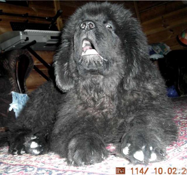 Фото: ньюфаундленд Сент Джонс Круиз (Sent Djons Kruiz)