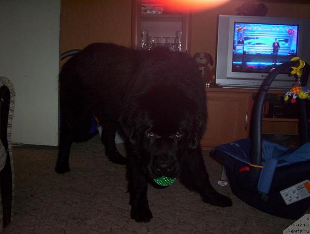 Фото: ньюфаундленд Ай Лав Рич (Ai Love Rich)