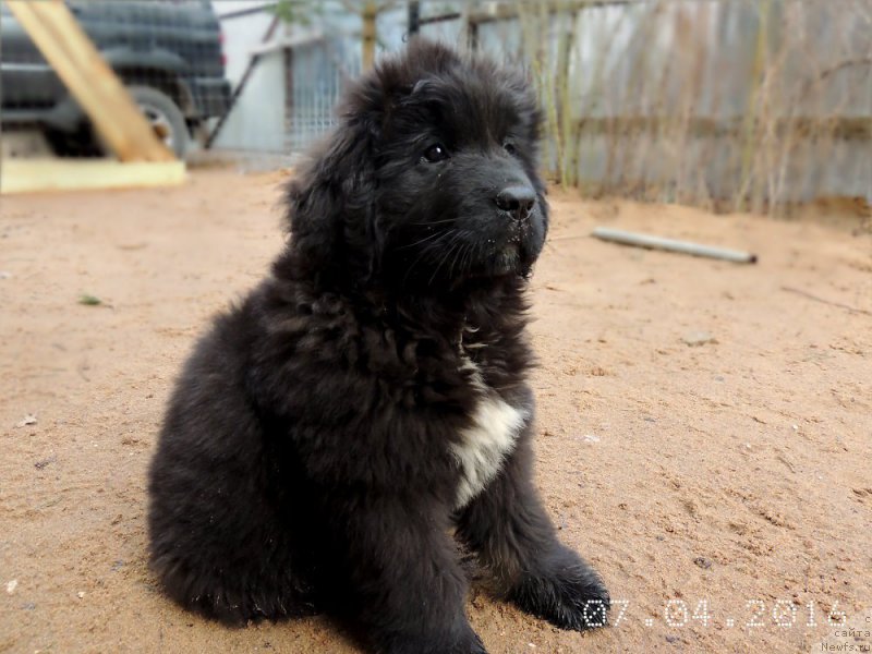 Фото: ньюфаундленд Енигматик Кингд Алвайс Ин Му Хеарт (Enigmatic kingd Always In My Heart)