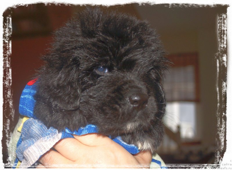 Фото: ньюфаундленд Енигматик Кингд Аристократ (Enigmatic kingd Аristocrat)