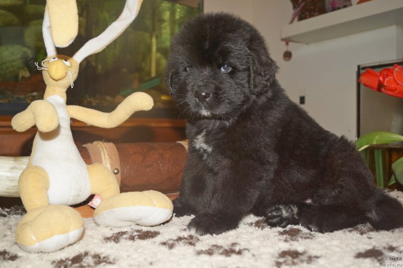 Фото: ньюфаундленд Енигматик Кингд Аристократ (Enigmatic kingd Аristocrat)