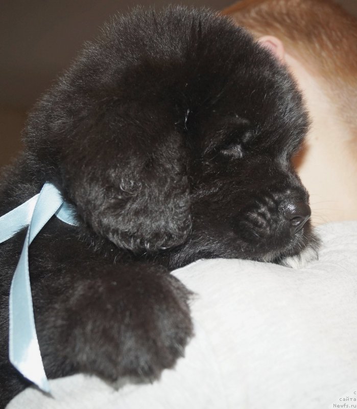 Фото: ньюфаундленд Енигматик Кингд Аристократ (Enigmatic kingd Аristocrat)