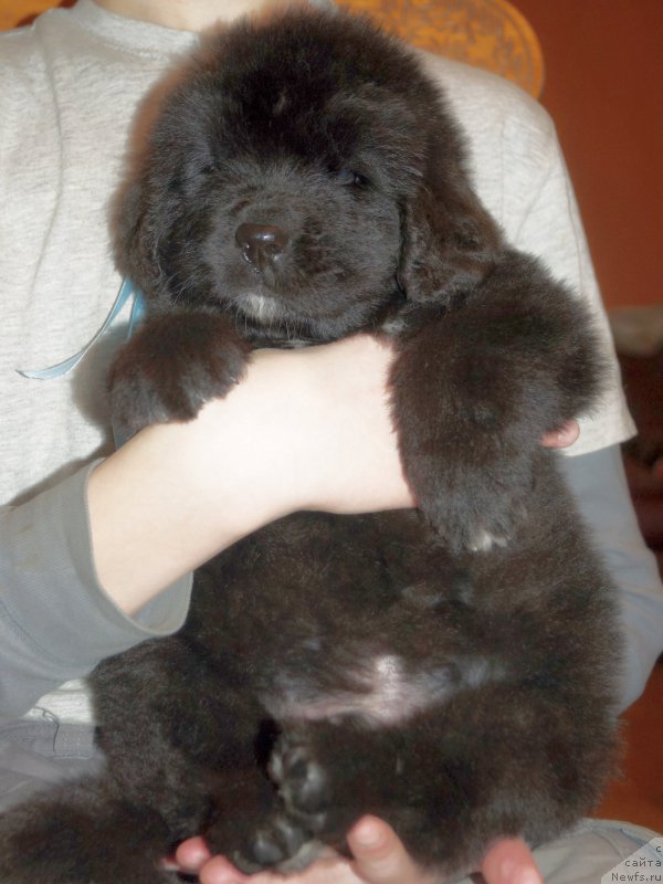 Фото: ньюфаундленд Енигматик Кингд Аристократ (Enigmatic kingd Аristocrat)