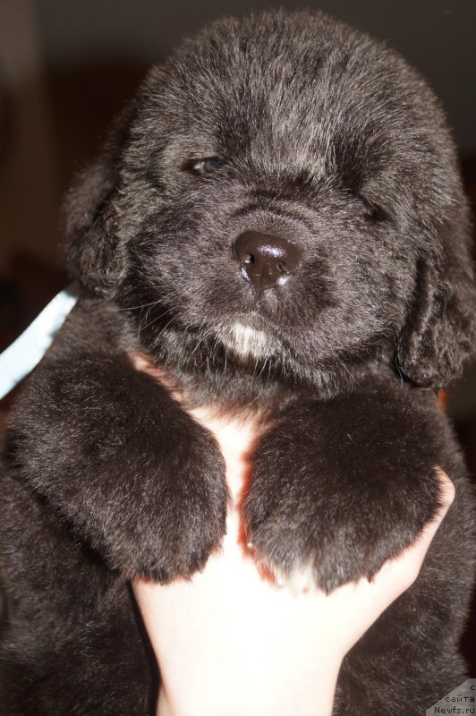 Фото: ньюфаундленд Енигматик Кингд Аристократ (Enigmatic kingd Аristocrat)