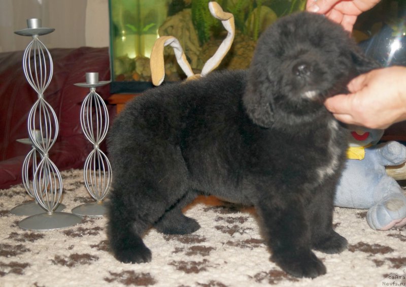 Фото: ньюфаундленд Енигматик Кингд Аристократ (Enigmatic kingd Аristocrat)