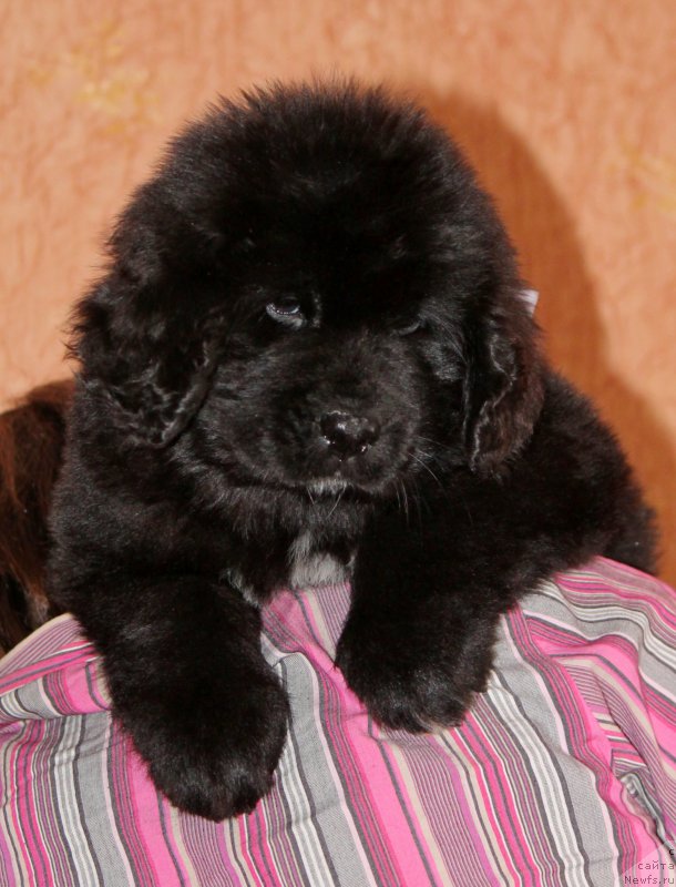 Фото: ньюфаундленд Енигматик Кингд Аристократ (Enigmatic kingd Аristocrat)